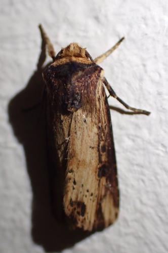 Réf. 234 835 : Axylia putris